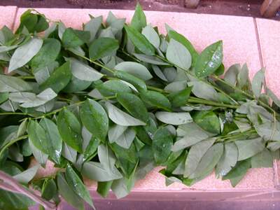 Chữa đổ mồ hôi trộm, táo bón ở trẻ em bằng cây rau ngót